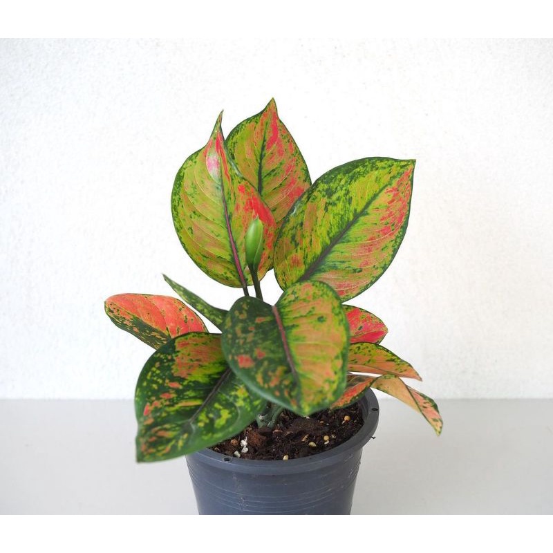 Tanaman hias hidup Aglonema Hengheng / Bunga hias hidup Aglonema Murah Merah / Hiasan rumah minimali