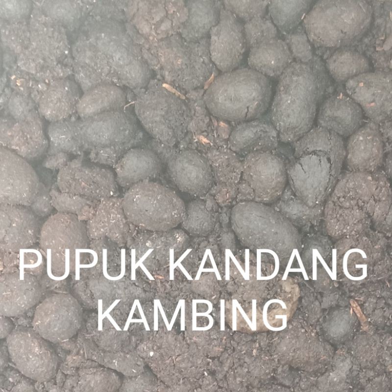 PUPUK KANDANG KAMBING MURNI
