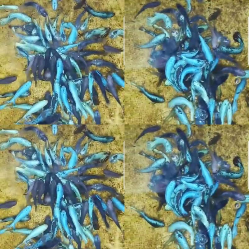 Paket anakan Avatar 10ekor line gordon