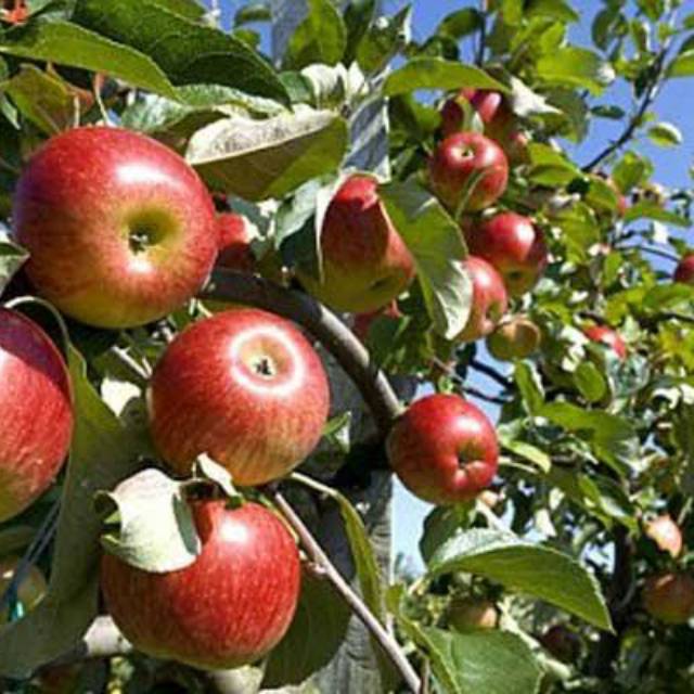 Bibit buah apel