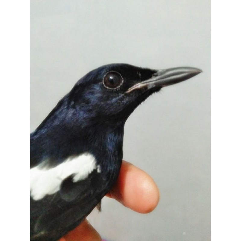 burung kacer ultra fighter Jawa barat dada putih bodi big