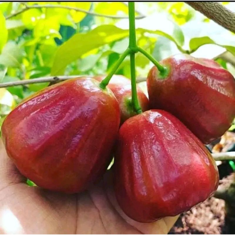 

Bibit Jambu Air Dalhari Super Manis Murah ( Beli 10 Gratis 1 Bibit Buah )