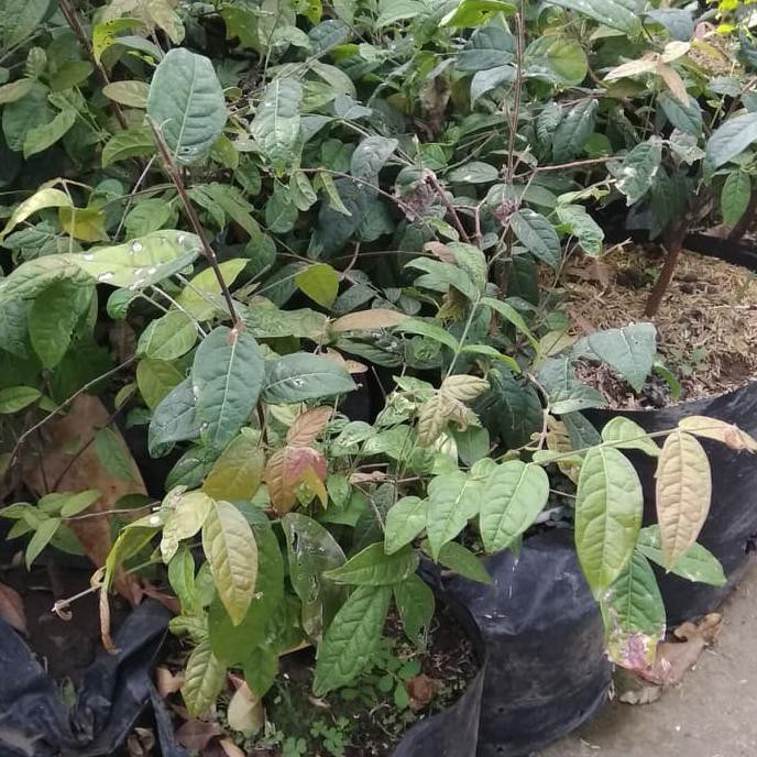 Bibit Tanaman Buah Araza ( Araca Boi ) @_$