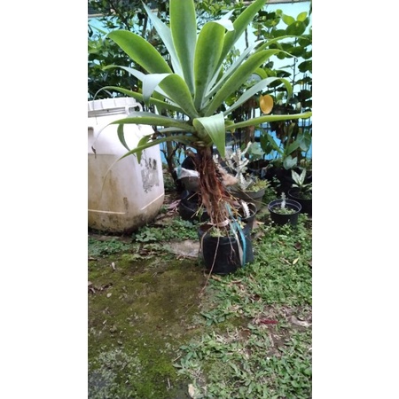 bibit agave ciklok hijau jumbo