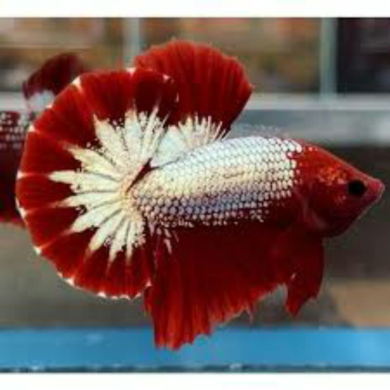 

ikan cupang beta plakat fccp