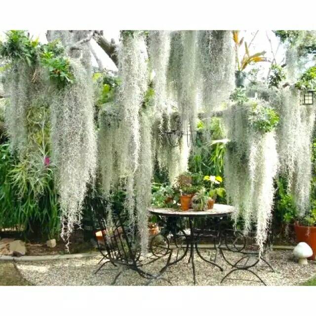 Tanaman Hias Jenggot Nabi