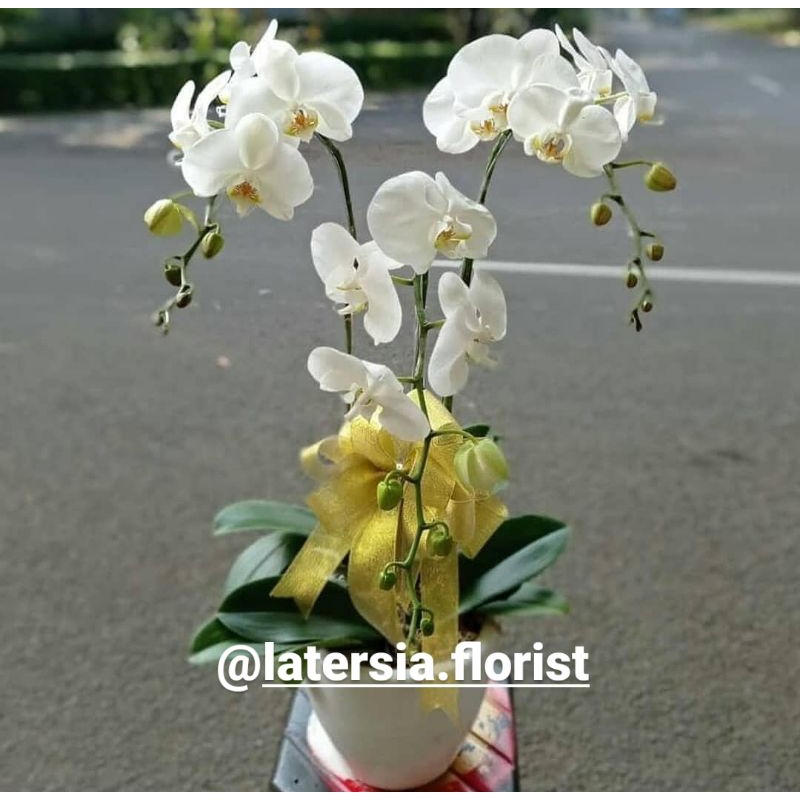 bunga meja anggrek bulan | rangkaian bunga anggrek | anggrek bulan