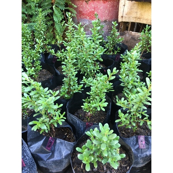 Bibit Santigi Mawar Micro Dari Semai Biji / Bibit Bonsai Santigi