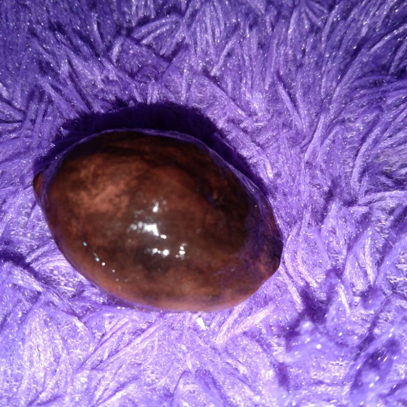 muncang adu jayanti nyo"