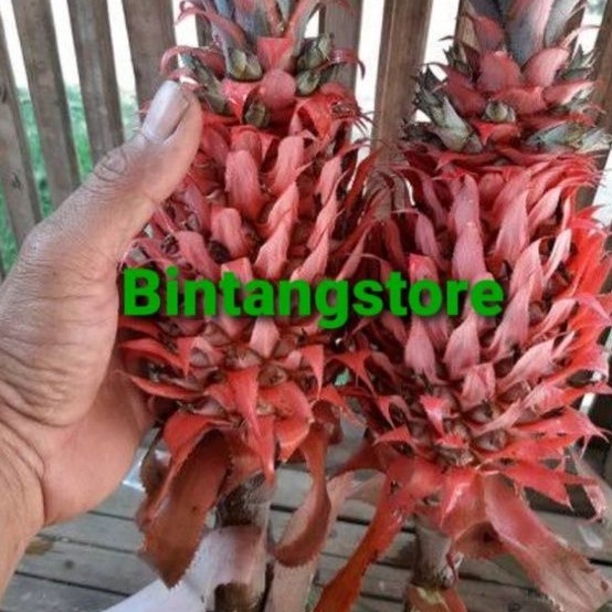 

Nanas merah nanas muda nanas hutan nanas buaya segar 500 gram