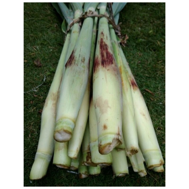 

Terubuk Sayur Terubuk Telor 10 Biji (+1kg)