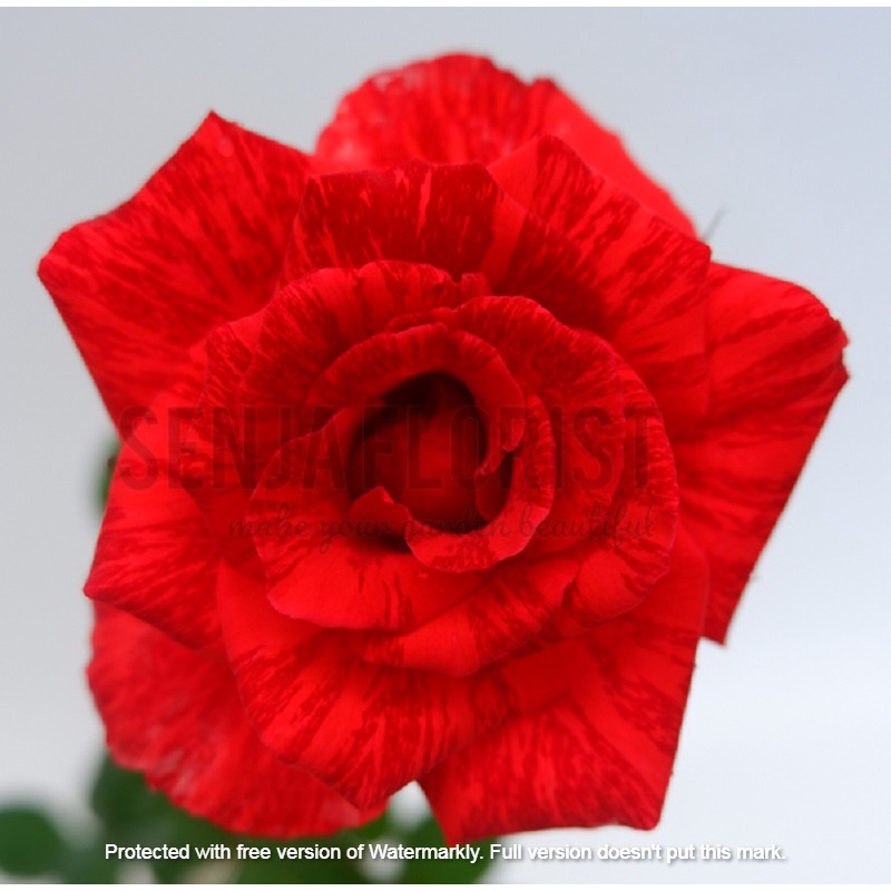 Tanaman  Bunga Mawar Candy Merah - Berbunga/Kuncup