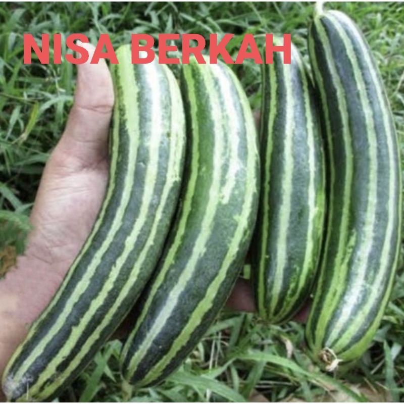 100 BIJI BENIH KRAI SUPER MUDAH TUMBUH,BENIH KRAI TIMUN SAYUR