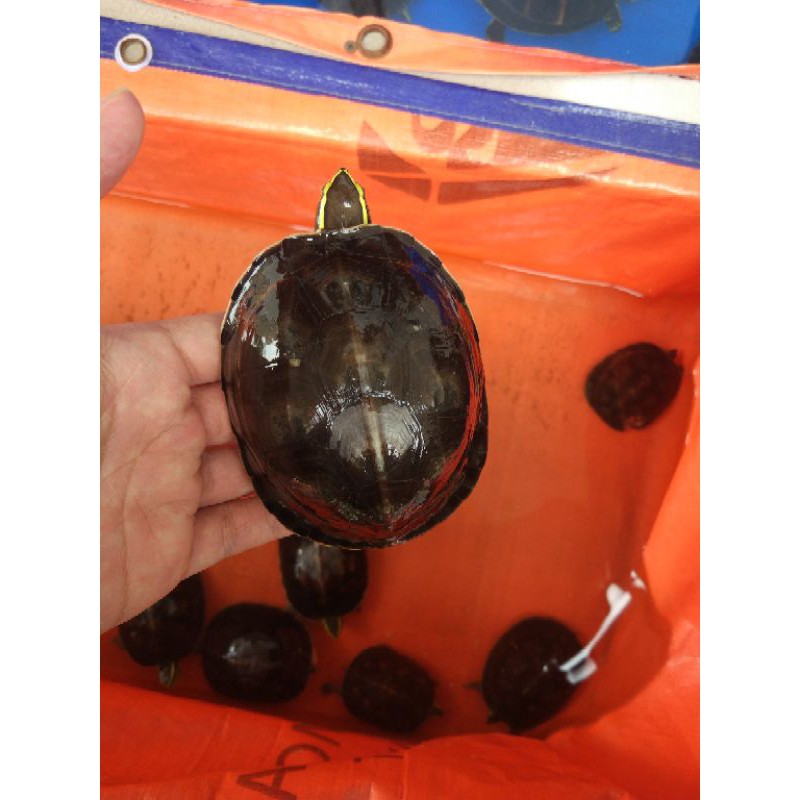 PROMO Kura Ambon Batok bukan Kura Brazil / RES