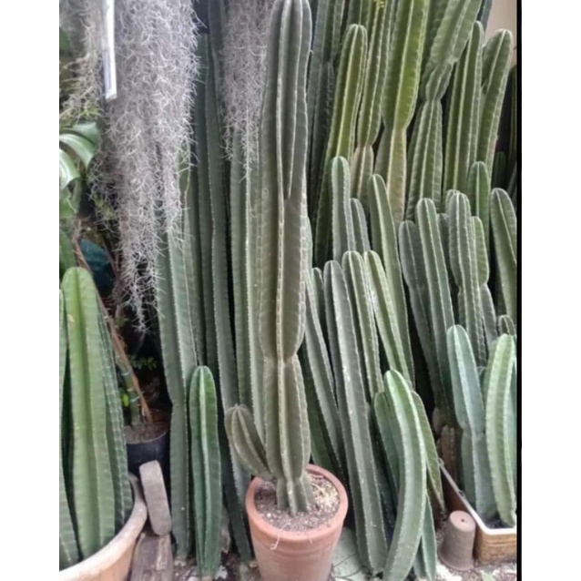 Tanaman hias kaktus koboi / kaktus koboi ukuran 1 meter bercabang