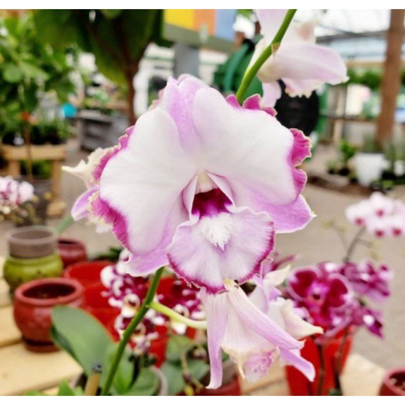 TANAMAN HIAS SEEDLING ANGGREK DENDROBIUM PINK WHITE