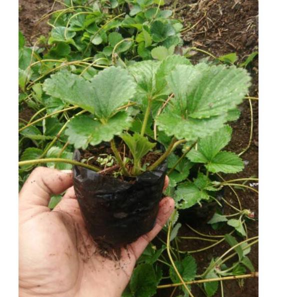 BIBIT STRAWBERRY LEMBANG KUALITAS BUAH MANIS SEGAR DAN BESAR KEBUN - WISATA AGROTANI