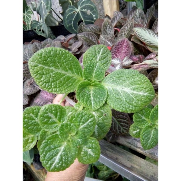 episcia monet bunga kuning