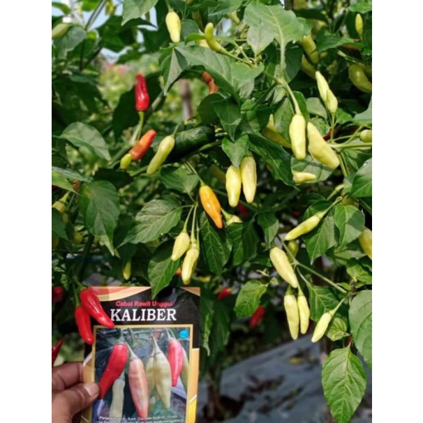 ID BENIH CABE RAWIT UNGGUL KALIBER