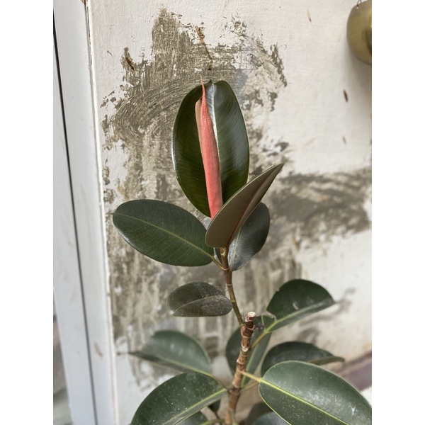 Rubber Plant / Karet Kebo /Ficus Elastica