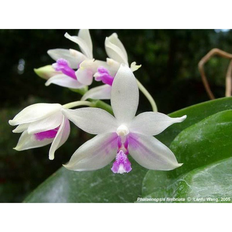 Anggrek Phalaenopsis Fimbriata | Anggrek Bulan Fimbriata | Anggrek Bulan Murah | Tanaman Anggrek