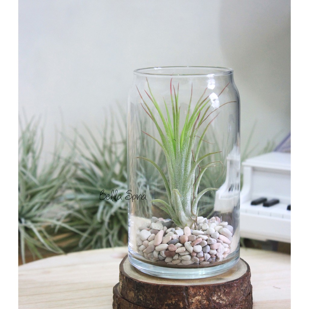 Pot Vas Kaca Terrarium (Tanpa Tanaman)