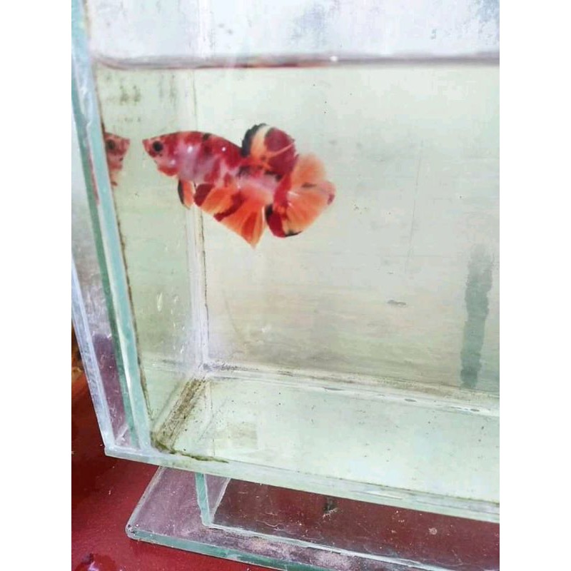 ikan cupang plakat koi