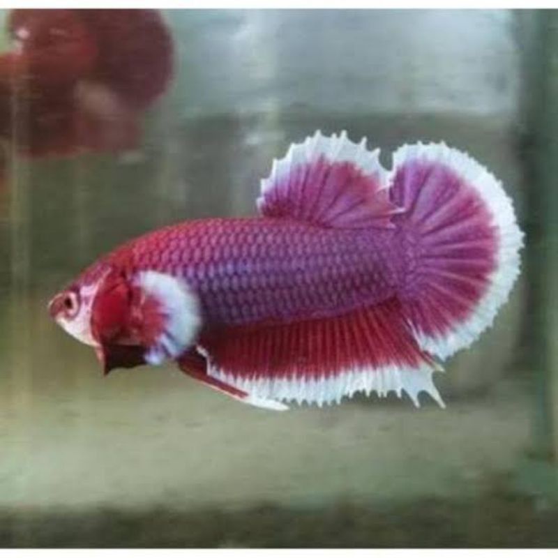 ikan cupang big ear betina random / cupang big ear betina warna random