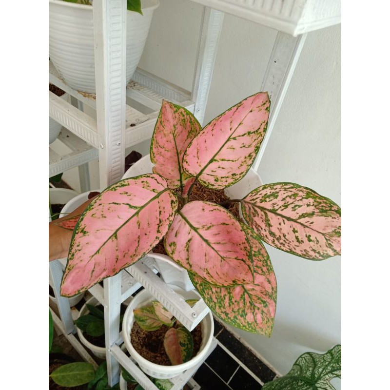 aglonema lady valentine ukuran indukan besar