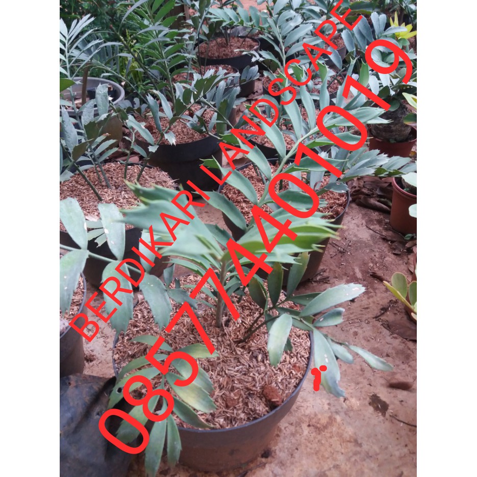 Tanaman hias Encephalartos ferox, Ense Ferox, Hense Ferox