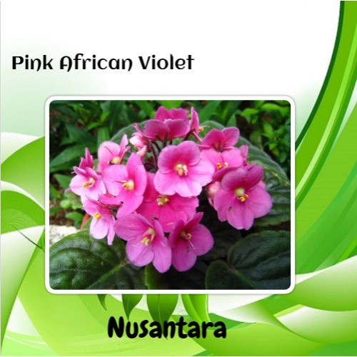 Bibit Bunga Pink African Violet