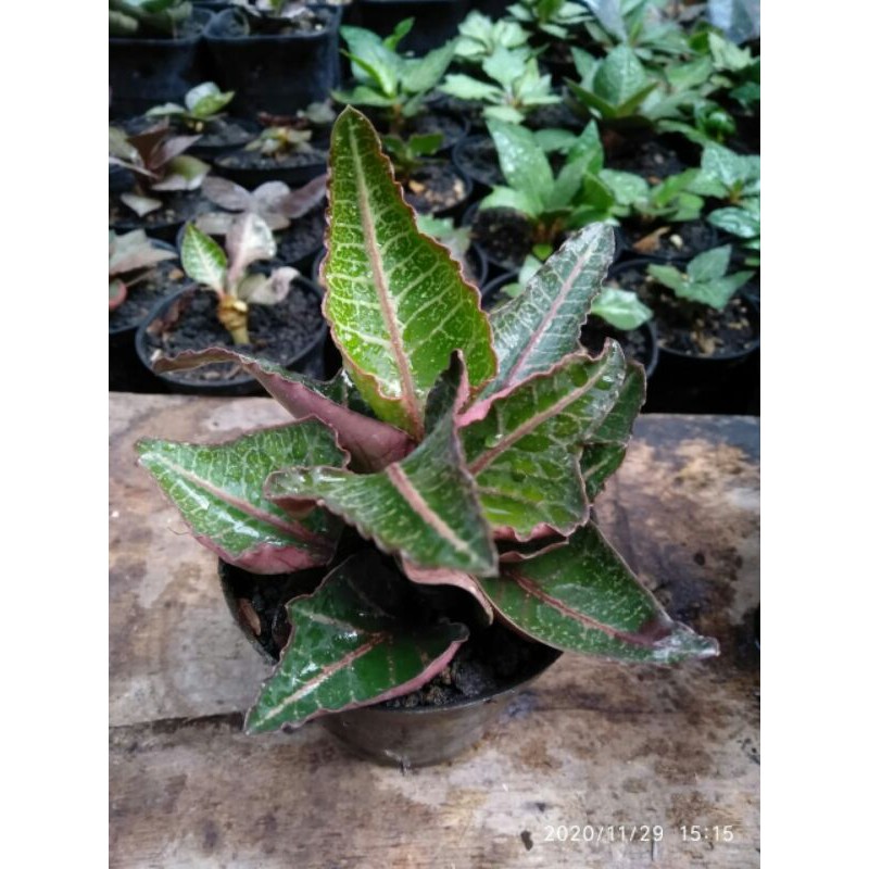 Tanaman hias euphorbia francoisii maple thailand cutting E