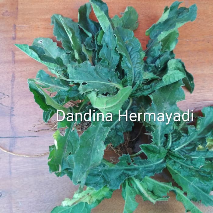 Jual sawi hutan obat herbal 250gram
