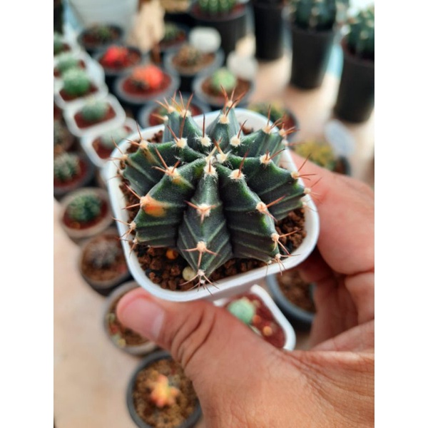 Kaktus Gymno Miha hybrid Variegata