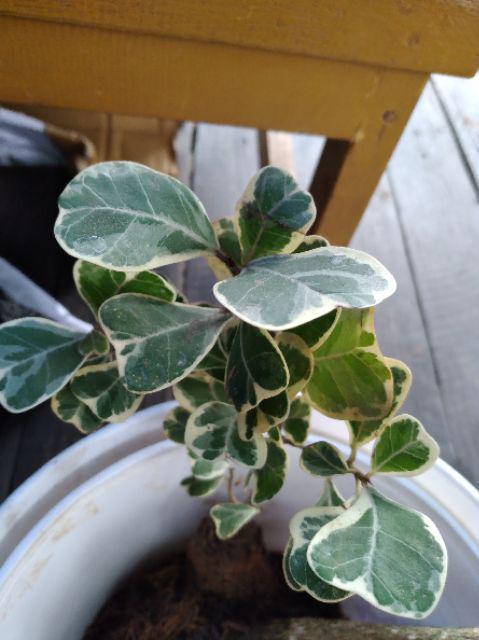 Tanaman Hias Ficus Triangularis