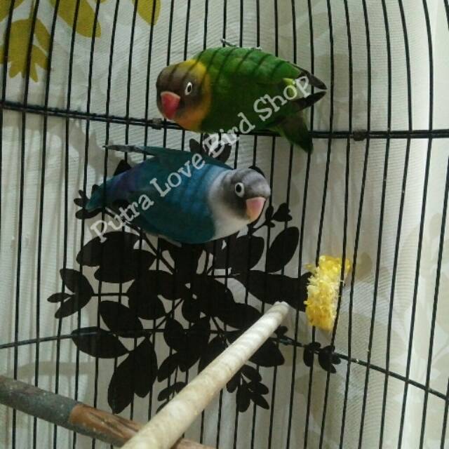 

Love Bird Cobalt X josan Produksi Lancar