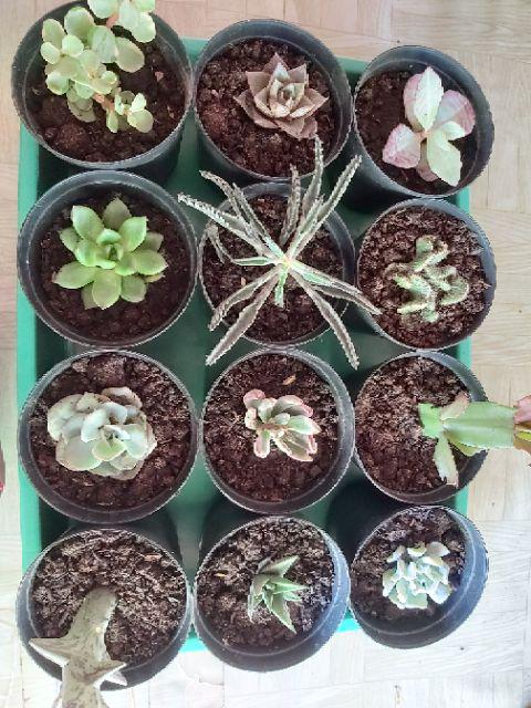 Kaktus Sukulen Paket 50 Pohon Bonus 50 Pot