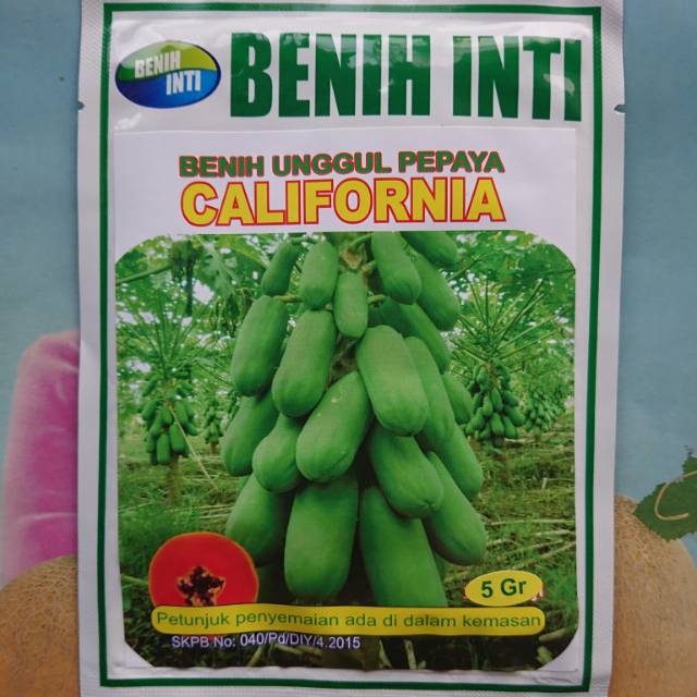 Benih Bibit Pepaya California  CALINA IPB9 5gr Shopee 