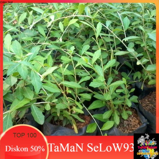 tanaman merambat lee kwan yew | pohon lee kwan yew