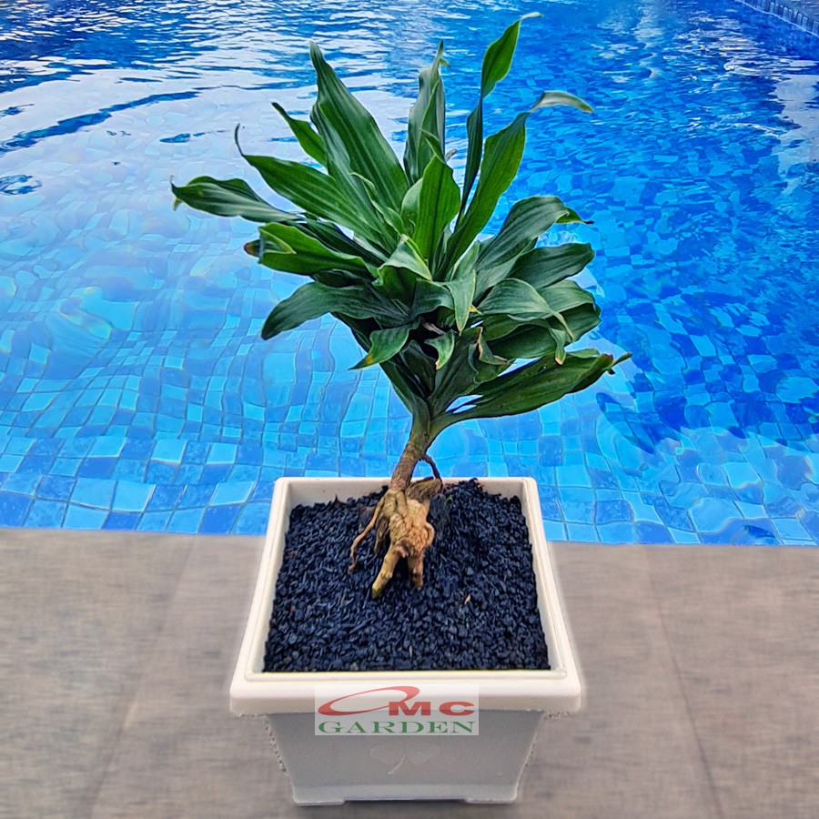 Tanaman Hias Bonsai Bonsae Dracaena Compacta Green Jewel Hanjuang Andong Kemoceng B-DC-001