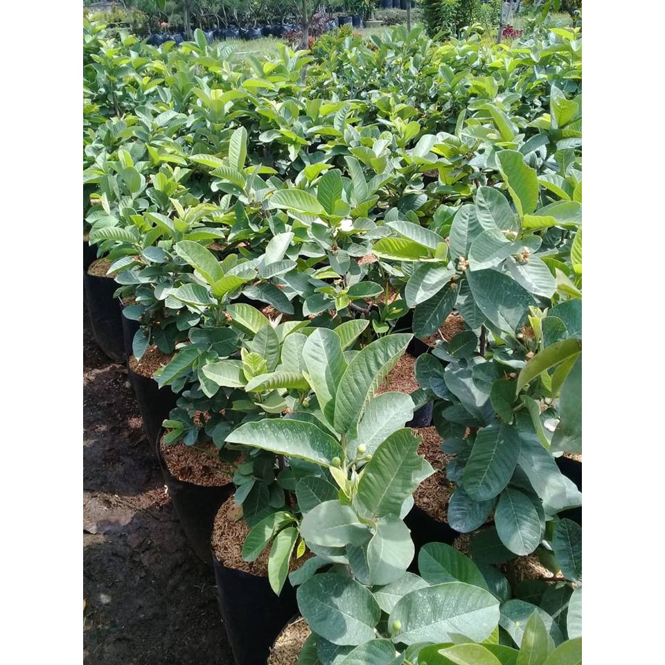 bibit jambu sukun putih cangkok