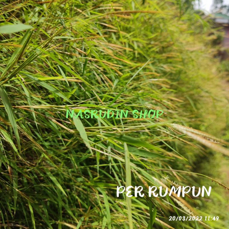 

[Fresh] BIBIT TANAMAN RUMPUT bambu / rumput PADI / PENNISETUM STRAMINEUM / RUMPUT TEMPEL / TANAMAN