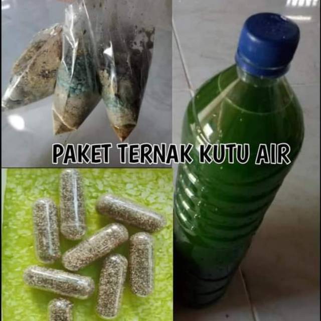 PAKET MOINA KUTU AIR