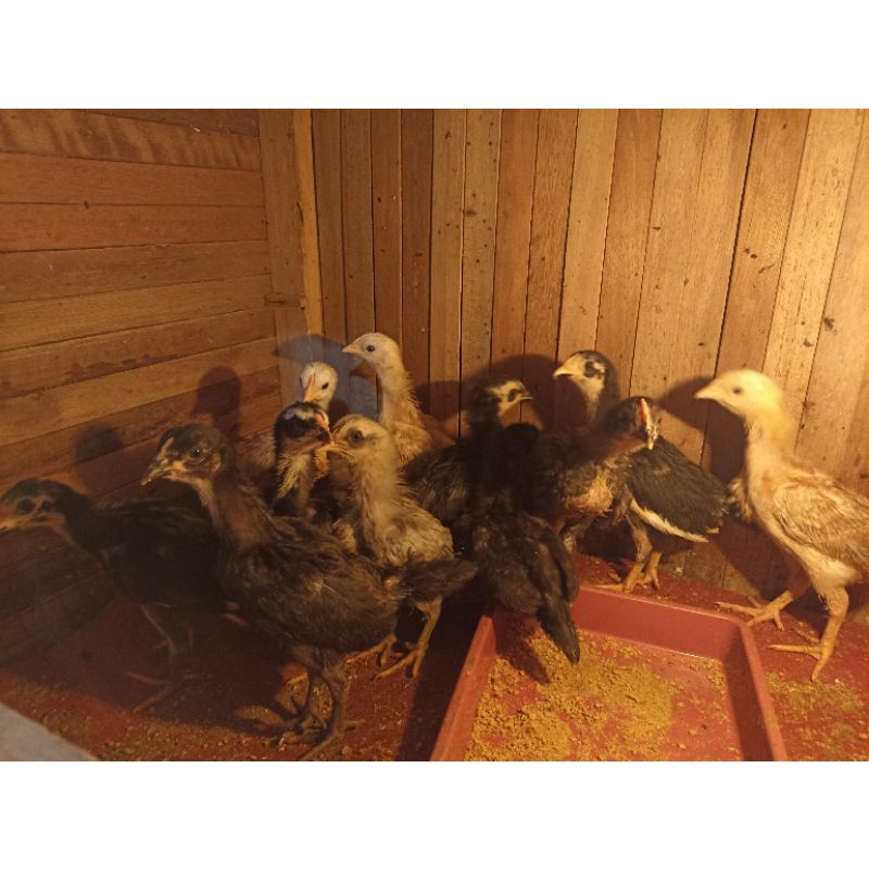 DOC ayam KUB umur 1 bulan