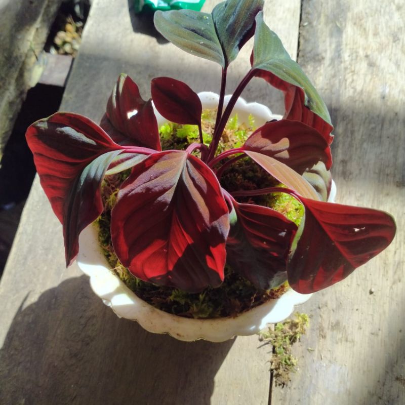 homalomena merah sp borneo