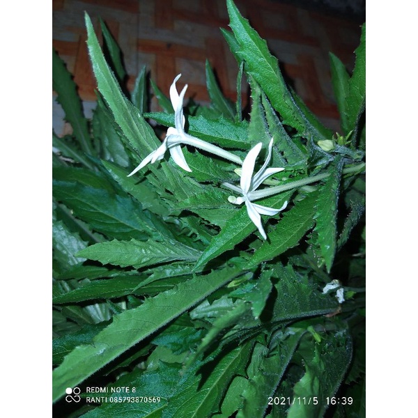 

jual daun bunga kitolod segar 1.KG