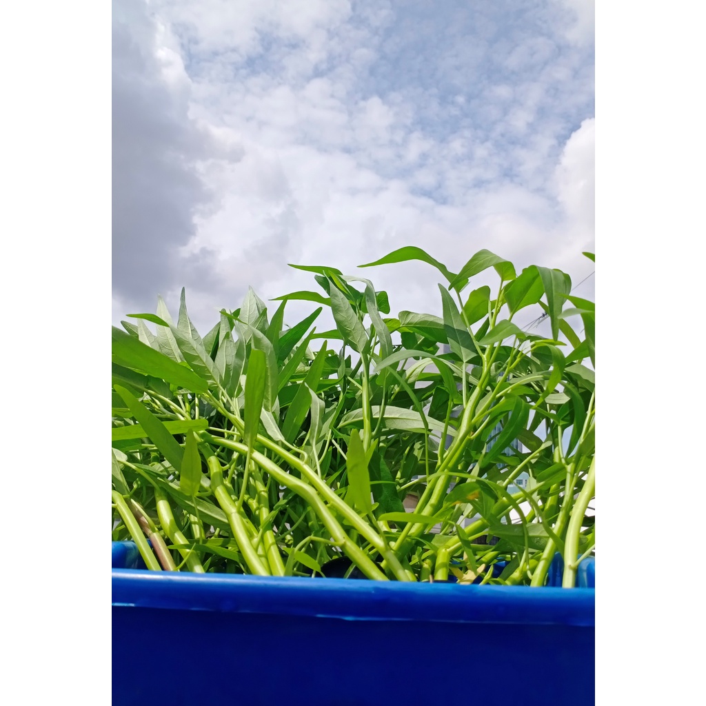 

Kangkung Air Organik LEAFarm Hydroponik 200 gram