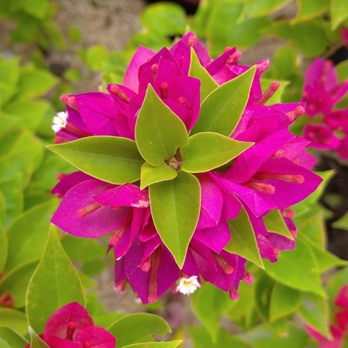 Tanaman Bougenville red fanta Singapura