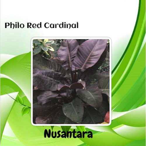 Bibit Philodendron Red Cardinal