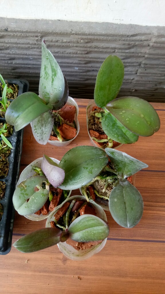 Anggrek Bulan Taiwan Remaja